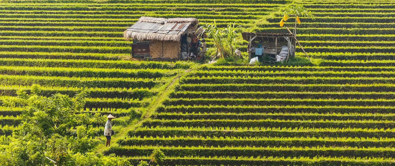 Rice terraces with small farm huts in Jatiluwih, Bali