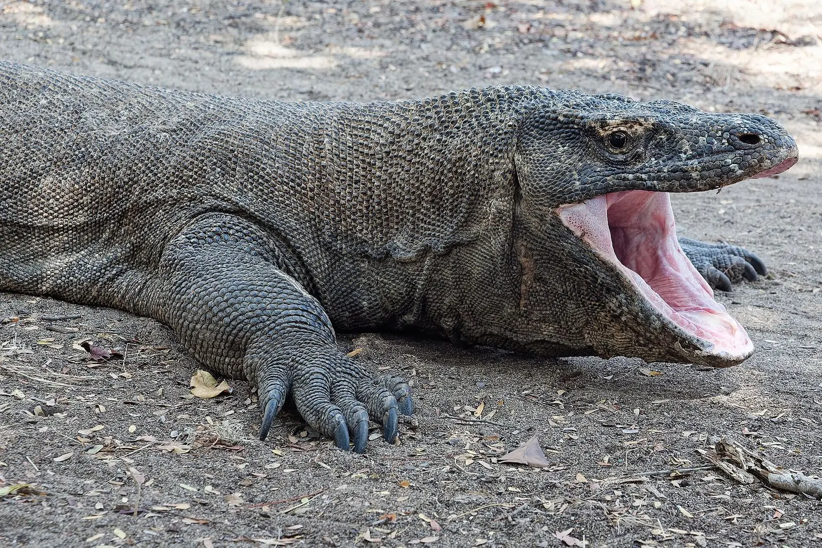 A Komodo dragon on Komodo Island