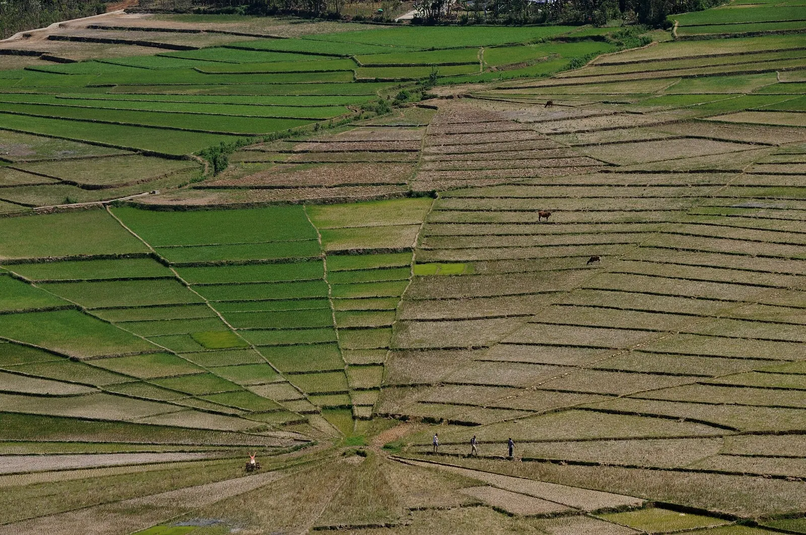 Spider-web rice fields near Ruteng