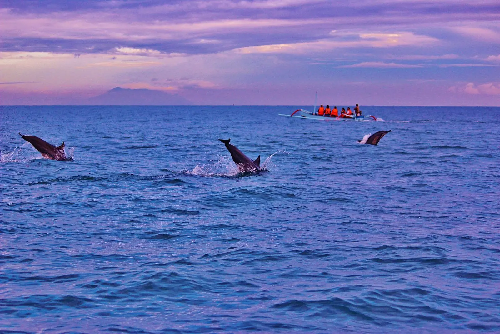 Dolphins jumping at sunrise off Lovina