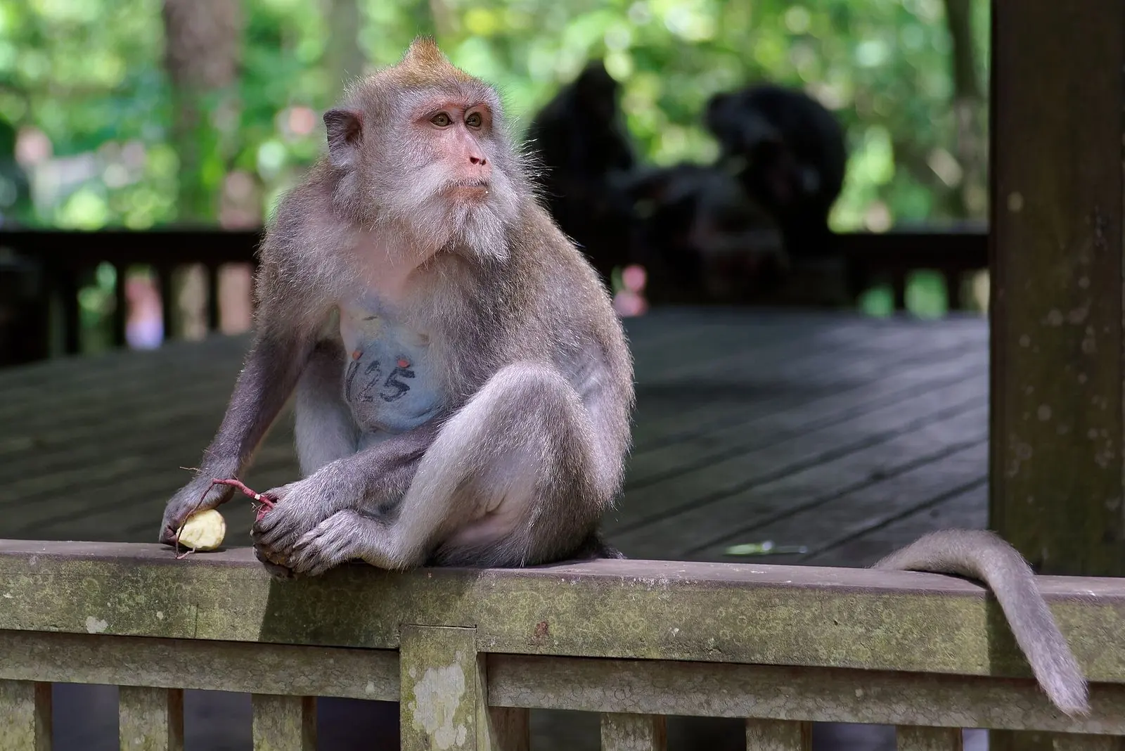 A long-tailed macaque in the Ubud Monkey Forest