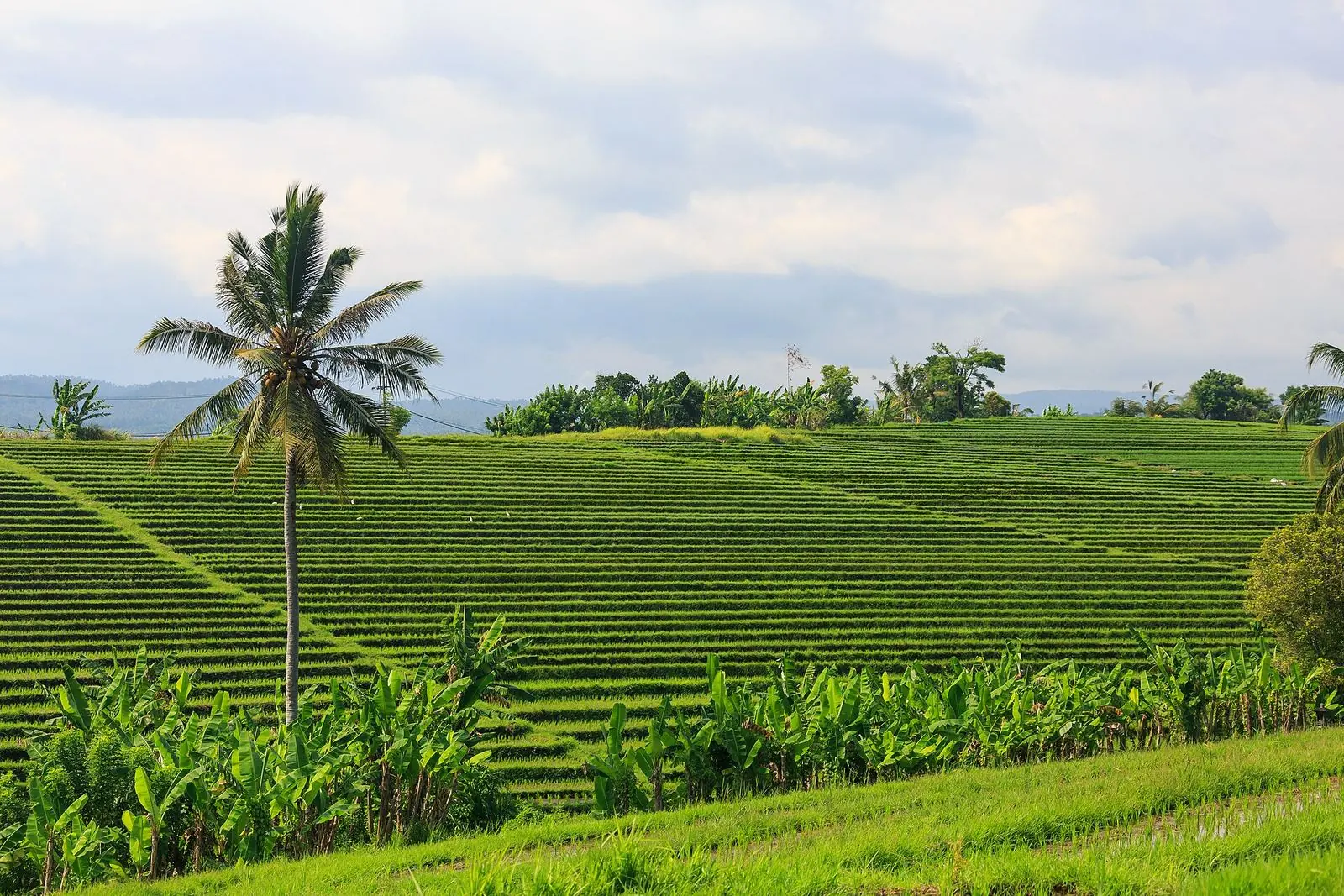 Rice terraces and palm trees in Tabanan, Bali
