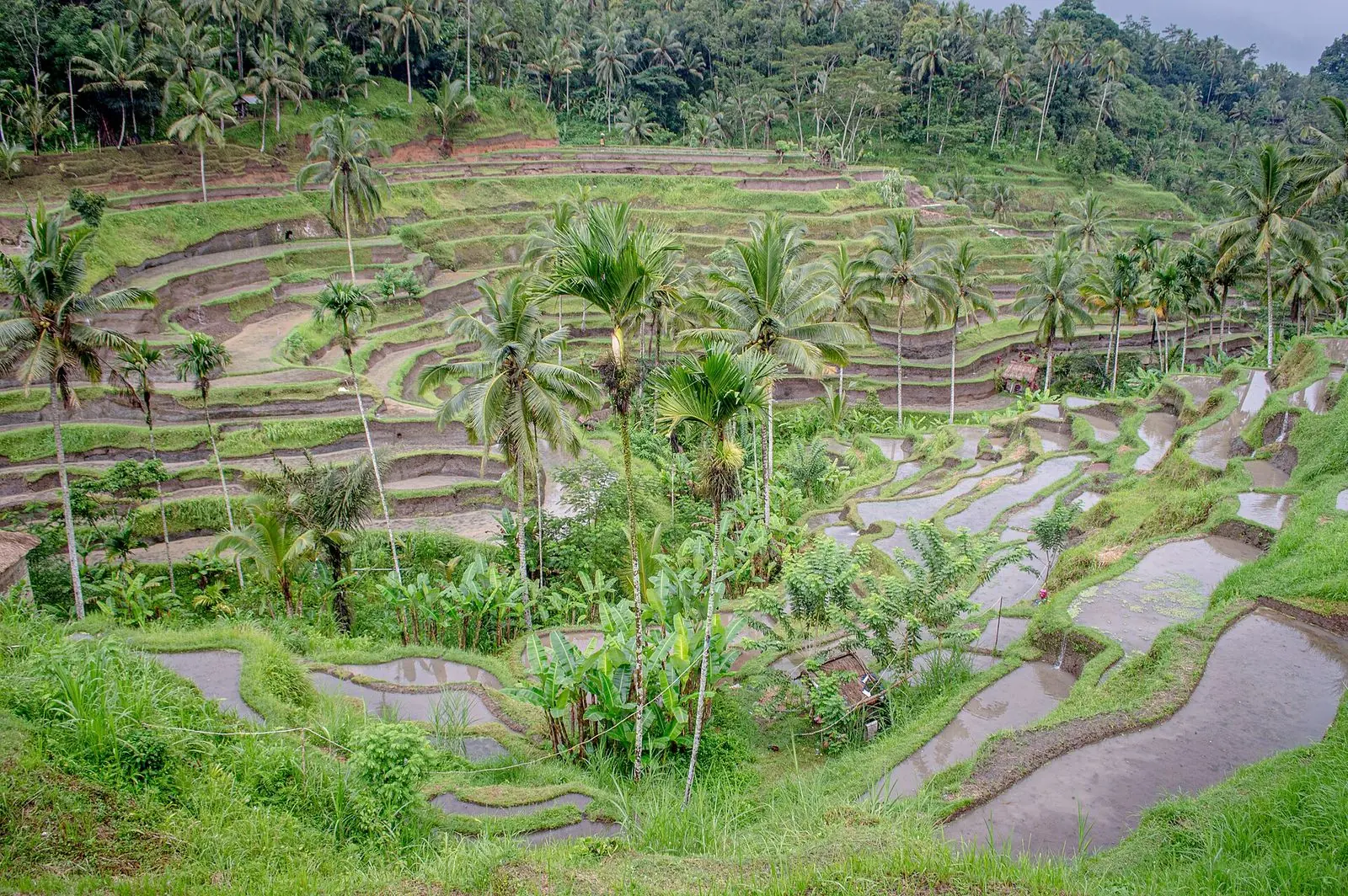 The rice terraces of Tegallalang near Ubud, where many swing parks are